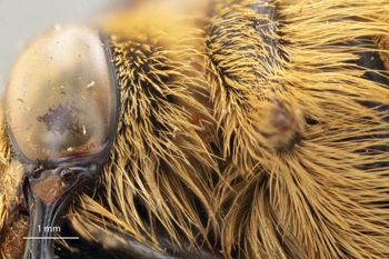 Media type: image;   Entomology 816434 Aspect: Head pronotum lateral